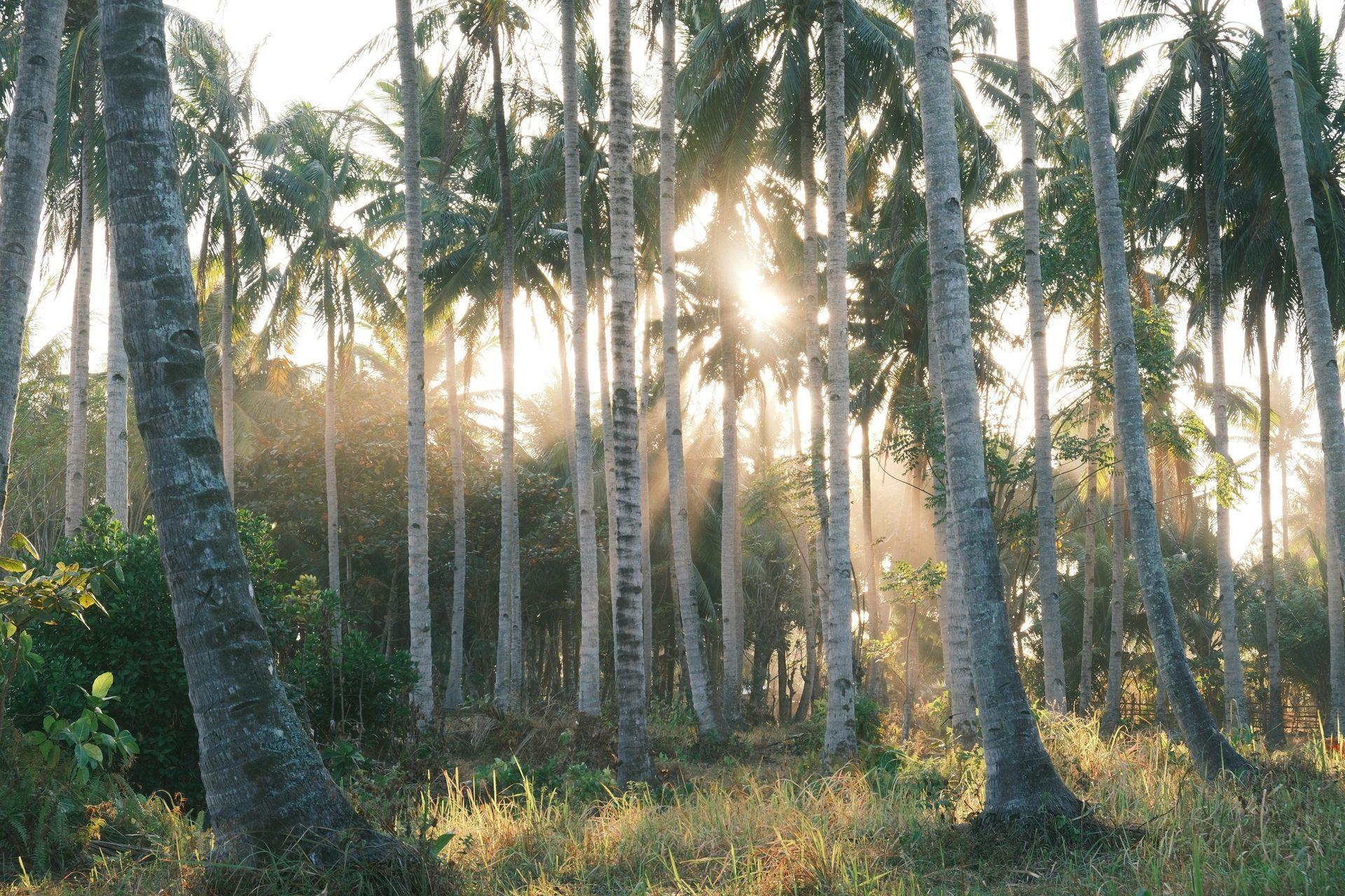 Tall coconut palms in morning light