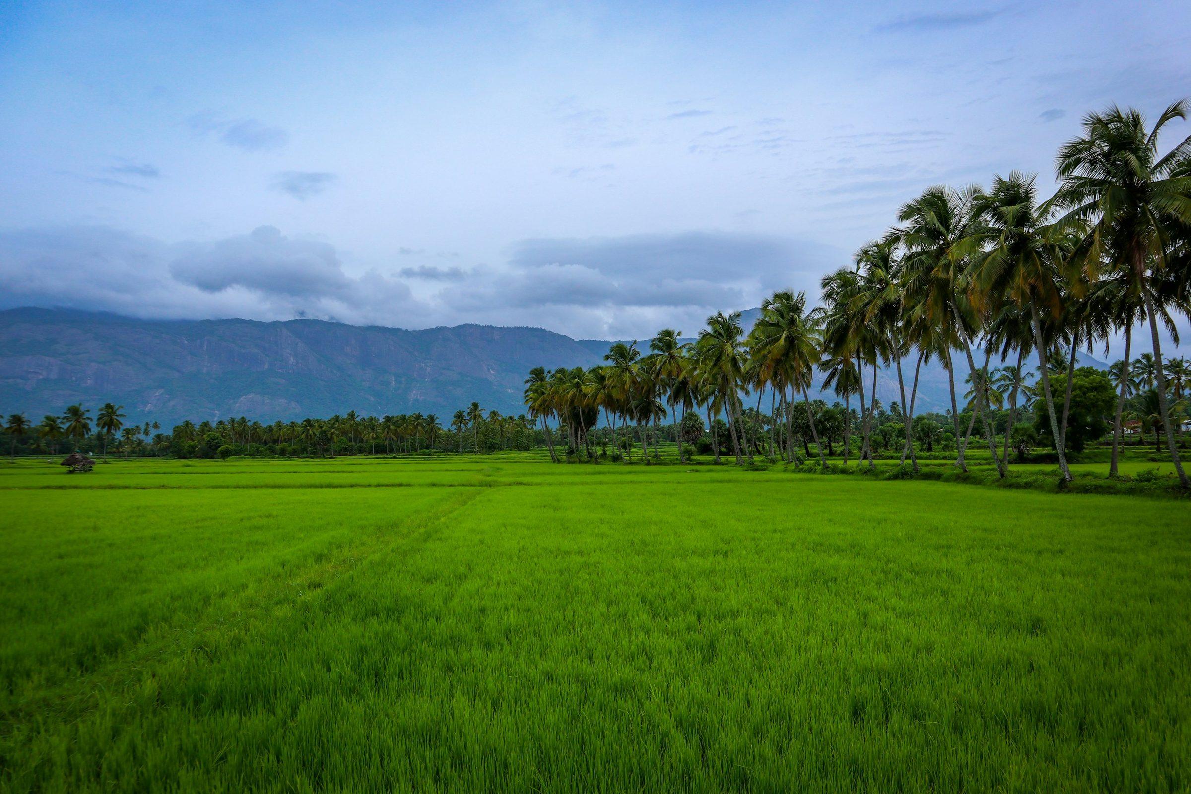 Coconut palms over green paddy fields