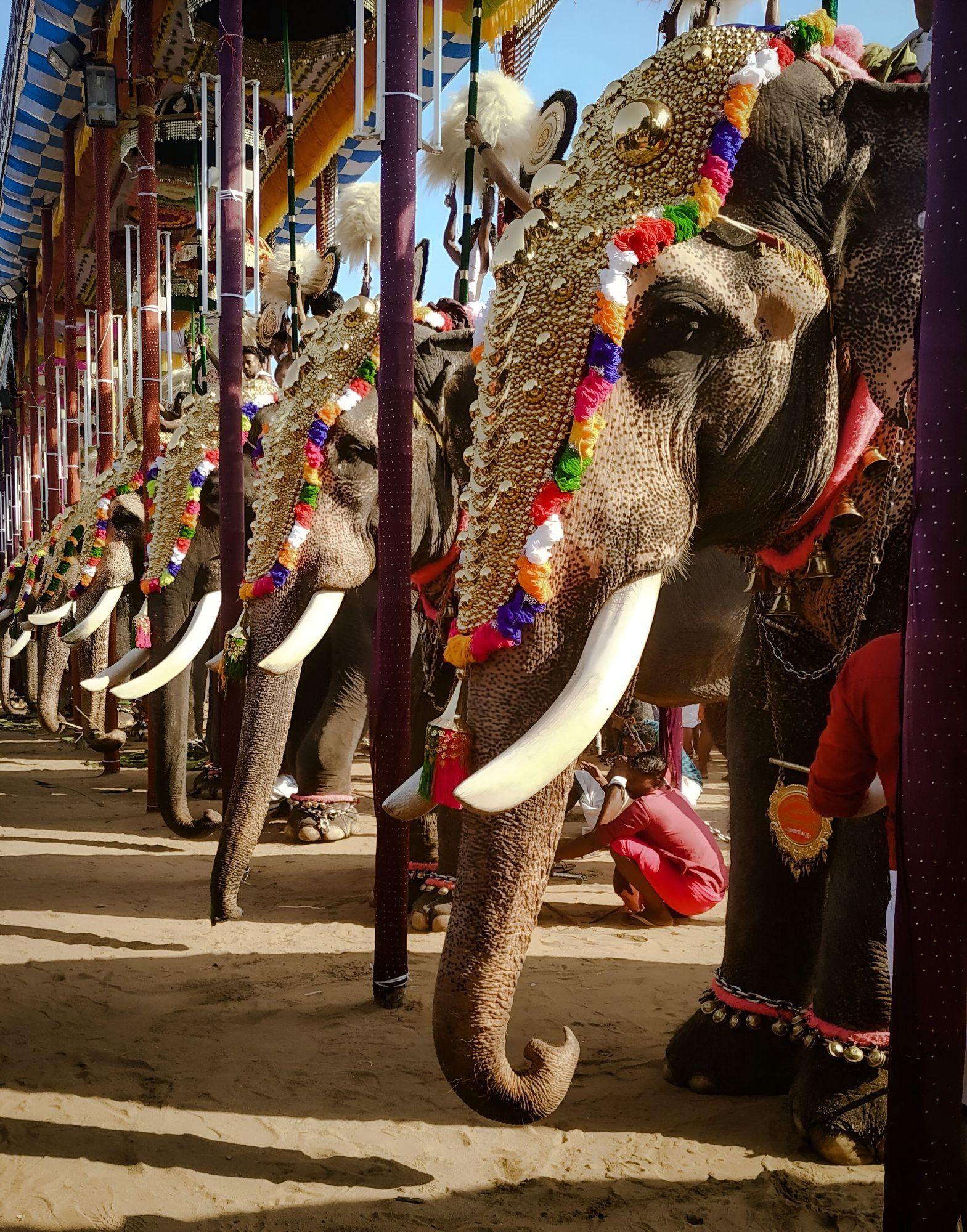 Elephants in golden caparisons lined up at a temple festival in Kerala