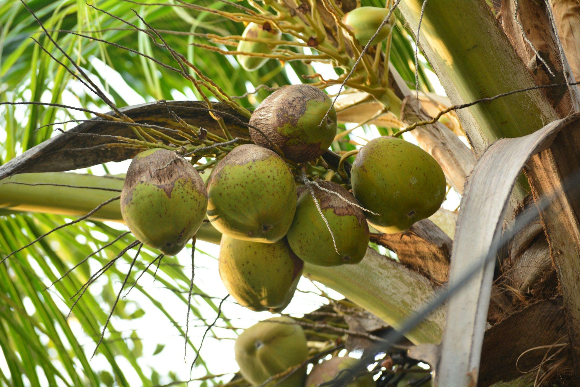 A bunch of green coconuts on the palm