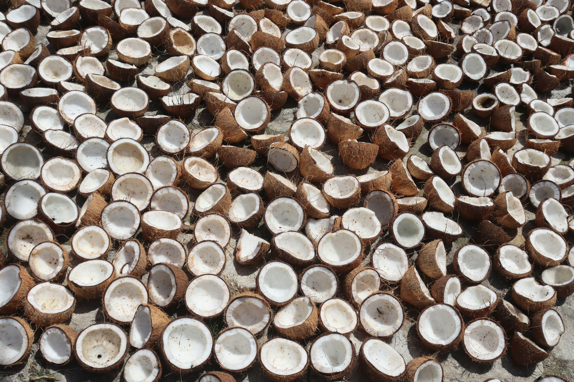 Coconut halves drying in the sun as copra
